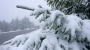 Wetter: Polarluft im Anmarsch: Jetzt kommt der Frost-Tropfen! | News | BILD.de